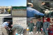 واکسیناسیون بیش از 4500 راس گاو و گوساله در فاز دوم تب برفکی در سروآباد