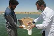 عملیات نمونه برداری طرح پایش باقیمانده دارو و سموم در مراکز پرورش ماهی کردستان انجام شد
