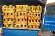 محموله بدون مجوز 750 قطعه ای مرغ در سقز کشف و برای کشتار و توزیع به نرخ دولتی اقدام شد