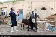 آغاز طرح زمستانه واکسیناسیون  رایگان جمعیت دامی، علیه بیماری تب برفکی در کردستان