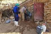ادامه عملیات واکسیناسیون دام سبک علیه بیماری بروسلوز با پیشرفت 99/4درصدی در کردستان