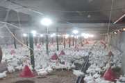 معرفی یک واحد مرغداری به مراجع قضایی در شهرستان قروه