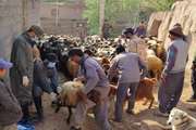  ارائه خدمات رایگان توسط گروه‌های جهادی دامپزشکی در منطق محروم شهرستان قروه 
