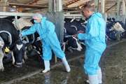 انجام تست سل در بزرگ ترین مجتمع گاوداری غرب کشور 