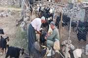 واکسیناسیون دام‌های مناطق محروم و  صعب‌العبور ییلاقی(‌هه‌وار) اورامان 