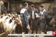 گزارش شبکه استانی کردستان از کار گروه جهادی شبکه دامپزشکی کامیاران