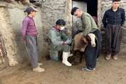 برپایی اردوی جهادی شبکه دامپزشکی بانه در مناطق صفر مرزی