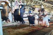 بازدید مسئول دفتر نمایندگی ولی فقیه در دامپزشکی کردستان از کشتارگاه دام شهرستان سقز