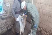 اردوی جهادی دامپزشکی در روستای گُرجی شهرستان دیواندره برگزار شد