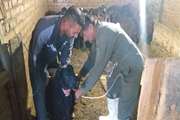 برگزاری اردوی جهادی دامپزشکی در روستای تازه‌آباد مریوان به مناسبت هفته بسیج
