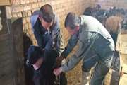 برگزاری اردوی جهادی دامپزشکی به مناسبت هفته دفاع مقدس در روستای کولان شهرستان مریوان