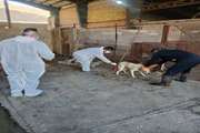 عملیات واکسیناسیون سگ‌های پرسه‌زن در سنندج با هدف پیشگیری از هاری