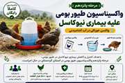 اجرای مرحله پانزدهم واکسیناسیون رایگان طیور بومی علیه بیماری نیوکاسل در کردستان