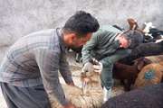 برگزاری اردوی جهادی شبکه دامپزشکی سقز در روستای اسلام‌آباد