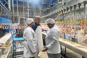 بازدید مسئول دفتر نمایندگی ولی فقیه در دامپزشکی استان به همراه رئیس مرکز بزرگ اسلامی مریوان از کشتارگاه طیور باشماق