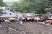 برگزاری کلاس آموزشی و مبارزه با انگل‌های خارجی دام در روستای گوشخانی سروآباد