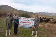 خدمات رایگان دامپزشکی در ناحیه منفصل شهری قلعه قروه به مناسبت دهه کرامت