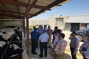 سفر مدیر کل دامپزشکی و هیئتی از مدیران ارشد کردستان عراق به استان کردستان