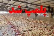 پلمب یک واحد مرغداری بدون مجوز بهداشتی در شهرستان سقز