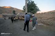 گزارش تصویری خبرگزاری مهر از مایه کوبی رایگان دام سنگین علیه بیماری تب برفکی در روستاهای کردستان- شهریور99