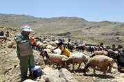 از ابتدای سال 98 تاکنون نزدیک به 6 میلیون نوبت سر انواع دام در کردستان مایه کوبی شده است