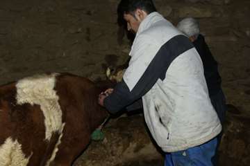 واکسیناسیون تب برفکی در روستاهای شهرستان سقز