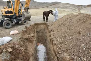 معدوم سازی مشمشه