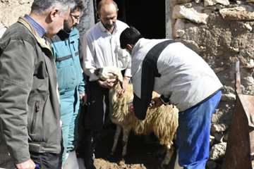 واکسیناسیون تب برفکی در روستاهای شهرستان سقز