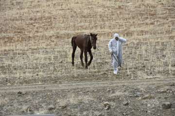 معدوم سازی مشمشه