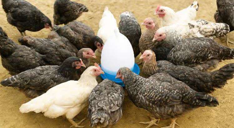 پایان مرحله دوازدهم واکسیناسیون نیوکاسل در طیور بومی کردستان با پوشش ۷۰ درصدی