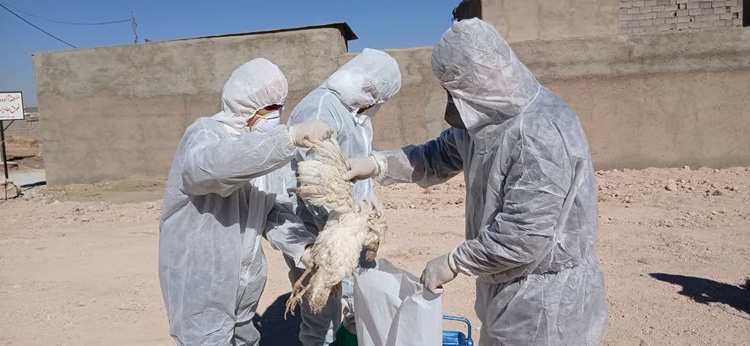 اجرای مانور مقابله با آنفلوانزای فوق‌حاد پرندگان در شهرستان قروه