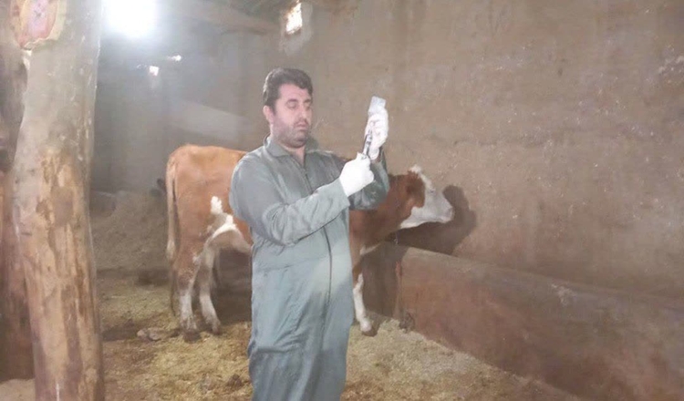 پایان فاز نخست واکسیناسیون رایگان تب برفکی در شهرستان سقز 