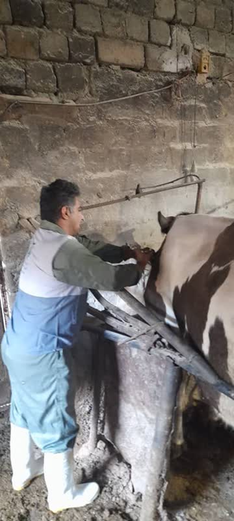 اردوی جهادی شبکه دامپزشکی سنندج در روستای خلیچیان؛ واکسیناسیون ۲۰۶ رأس دام علیه تب برفکی