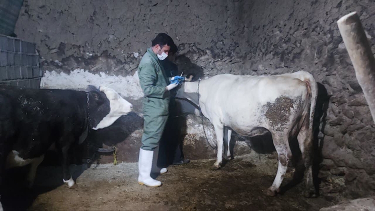 برگزاری اردوی جهادی دامپزشکی در روستای قوچاق دیواندره به مناسبت هفته بسیج