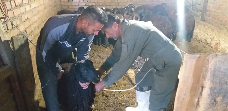 برگزاری اردوی جهادی دامپزشکی در روستای تازه‌آباد مریوان به مناسبت هفته بسیج