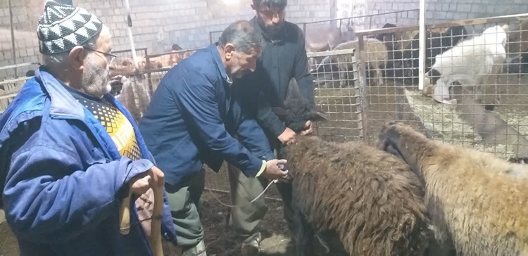 برگزاری اردوی جهادی دامپزشکی در روستای سلسی علیا مریوان همزمان با هفته بسیج