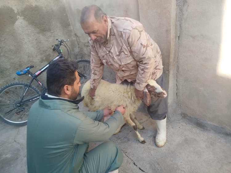 برگزاری اردوی جهادی دامپزشکی در روستای پیرباباعلی قروه