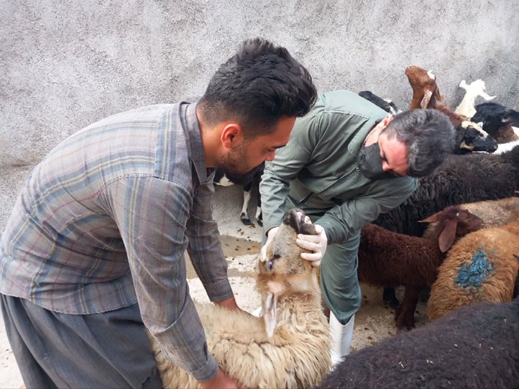 برگزاری اردوی جهادی شبکه دامپزشکی سقز در روستای اسلام‌آباد