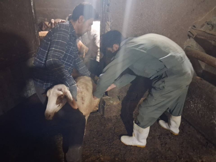 خدمت‌رسانی جهادی دامپزشکی سنندج به دامداران روستای سیاسران علیا در هفته دولت