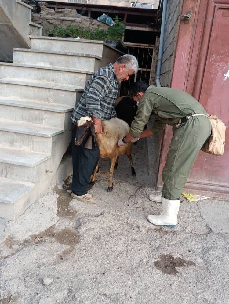 برگزاری اردوی جهادی دامپزشکی در روستای نی‌آباد سروآباد