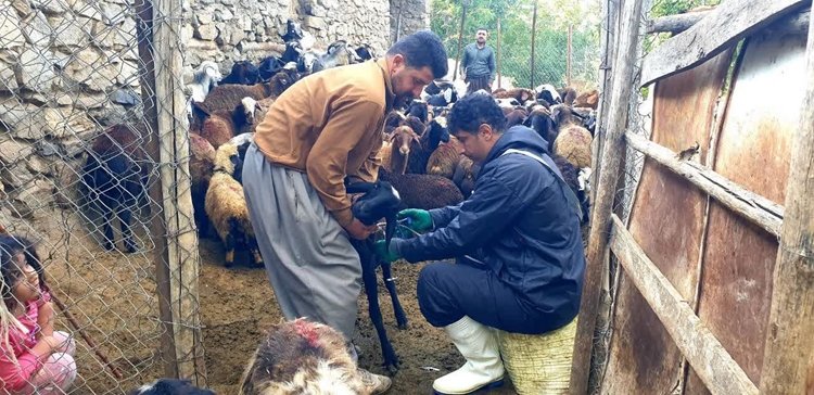 برگزاری اردوی جهادی دامپزشکی در روستاهای مرزی و صعب‌العبور شهرستان بانه