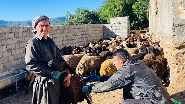 اردوی جهادی شبکه دامپزشکی بانه در روستای کوخان برگزار شد